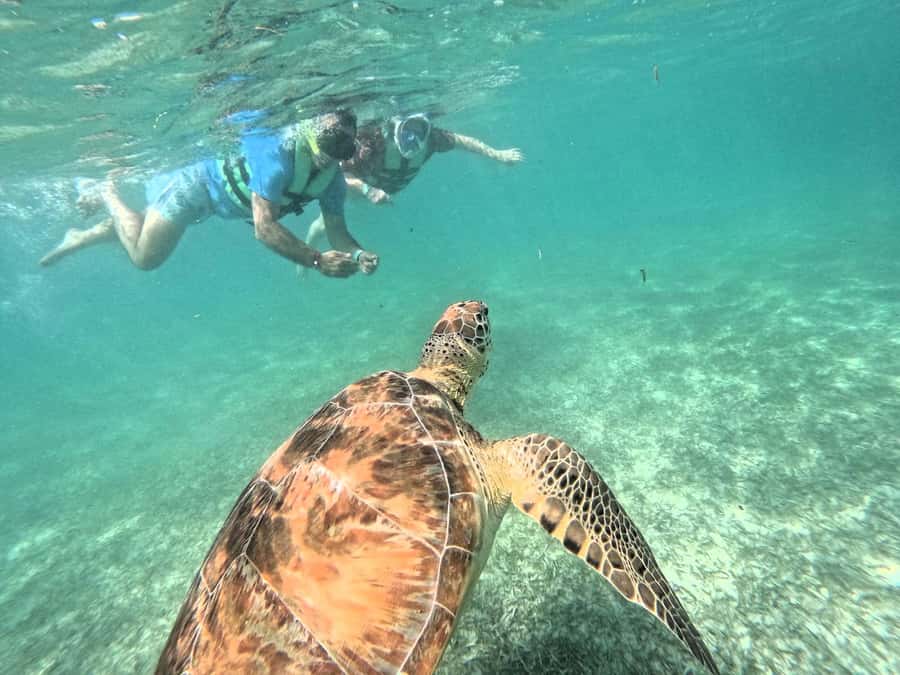 Akumal: Swim with Sea Turtles and Coral Reefs. - Safety Briefing First, Turtle Etiquette Always