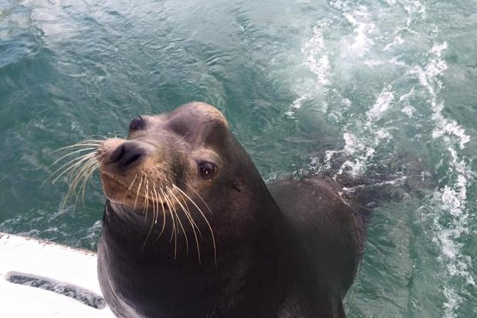 Arch Tour with Amazing Captain in Cabo San Lucas - Sea Lions Colony to the Arch: why the boat choice still makes sense