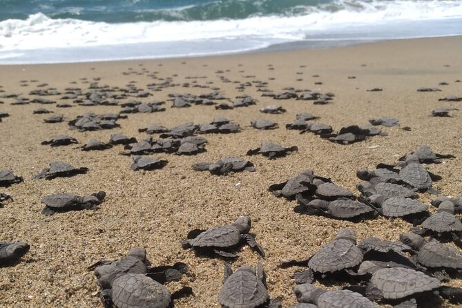 Baby Sea Turtle Releasing Sightseeing Tour with Luis de la Maza - Key highlights you should know before you go