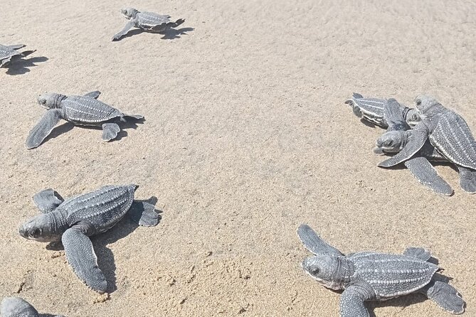 Baby Sea Turtle Releasing Sightseeing Tour with Luis de la Maza - What Makes This Baby Turtle Release in Juluchuca Worth Your Time