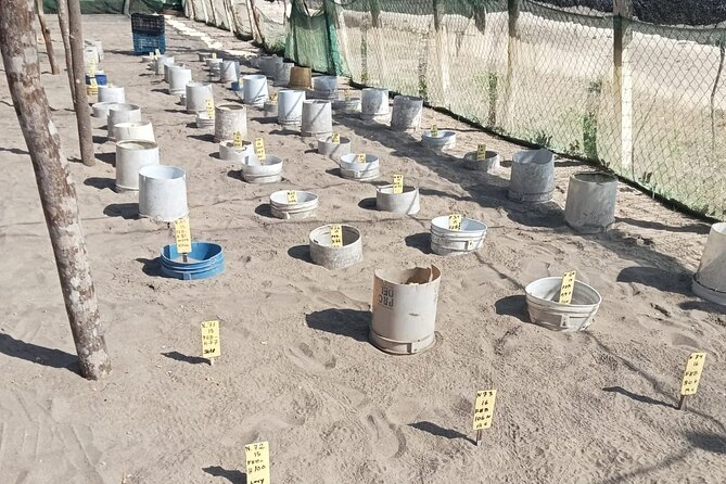Baby Sea Turtle Releasing Sightseeing Tour with Luis de la Maza - Juluchuca Beach: Turtle Life Cycle, Species, and the Predators You Protect Them From