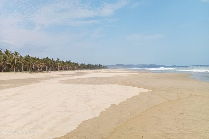 Baby Sea Turtle Releasing Sightseeing Tour with Luis de la Maza - How Long You’ll Be Out, and What the Experience Feels Like with a Small Group