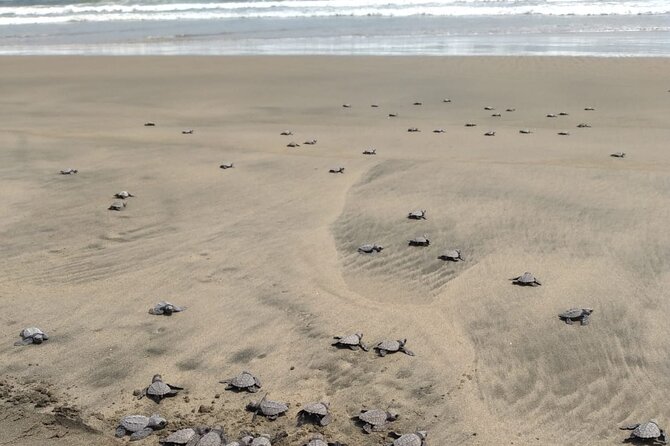 Baby Sea Turtle Releasing Sightseeing Tour with Luis de la Maza - Practical Tips for a Smooth Release Day (Without Overpacking)