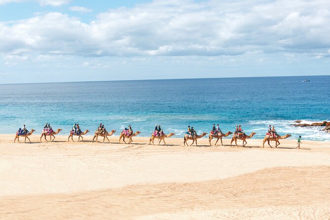 Beach Camel Ride and Encounter in Cabo - Beach Camels by the Pacific: The Real Appeal in Cabo