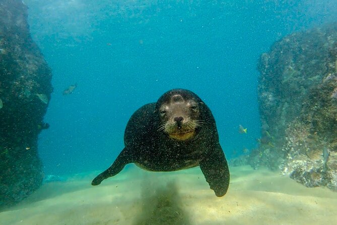 Beginner Scuba Diving in Cabo San Lucas - Stop 2: The Arch of Cabo San Lucas and the “wow” factor