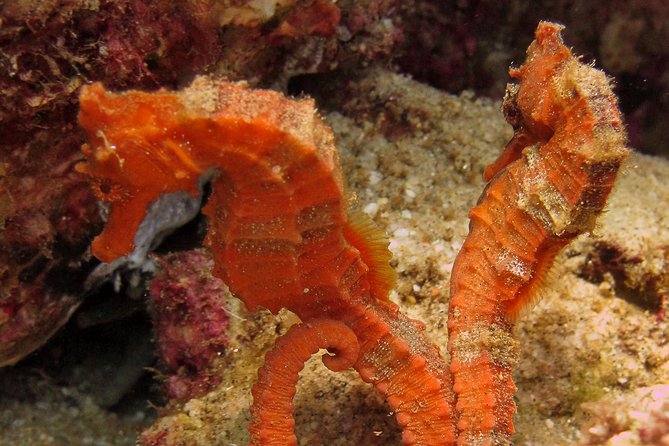 Beginner Scuba Diving in Cabo San Lucas - Price and what $142 really buys you