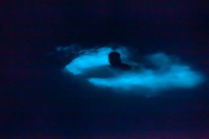 Bioluminescence & sunset local boat tour to Los Arcos Sanctuary - Cruising the bay: sunset photos, whales, and sea turtles