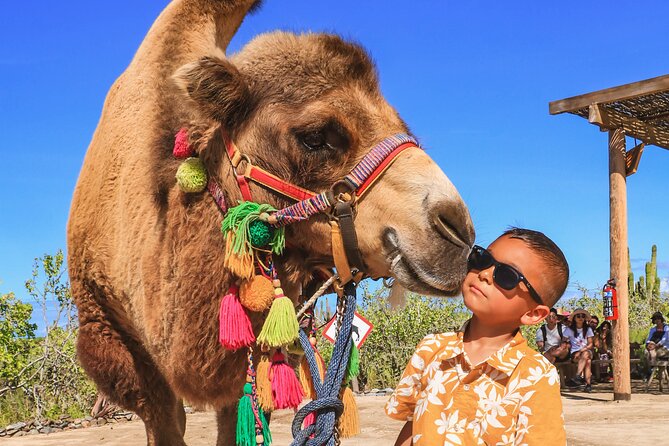 Boat Ride to the Arch and Beach Camel Ride in Cabo San Lucas - Camel ride on the beach: duration, rules, and how to plan for photos