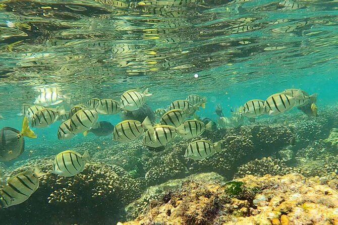 Boat ride to the Arch and Snorkel - Snorkel Time by the Reef Near the Arch (What You’ll See)