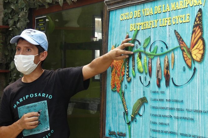 Butterfly Sanctuary & Museum Guided Tour in Puerto Vallarta - Butterfly Sanctuary Mariposario Jardin Magico, the 1-Hour Format That Makes It Feel Real
