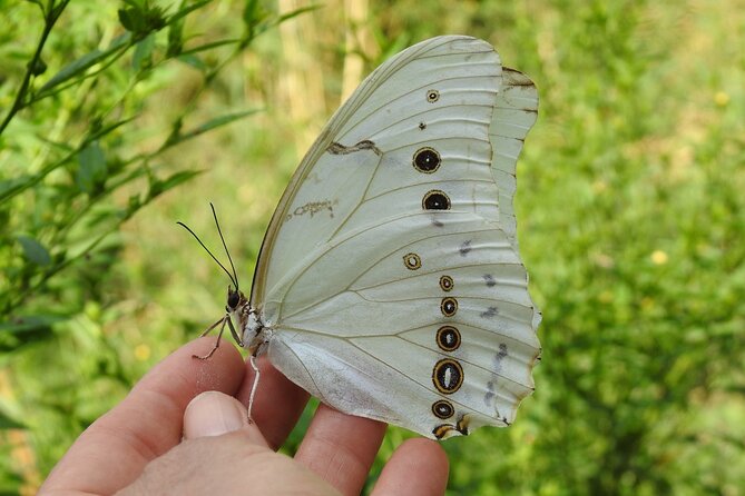 Butterfly Sanctuary & Museum Guided Tour in Puerto Vallarta - Small-Group Comfort and the Guides Who Make It Stick