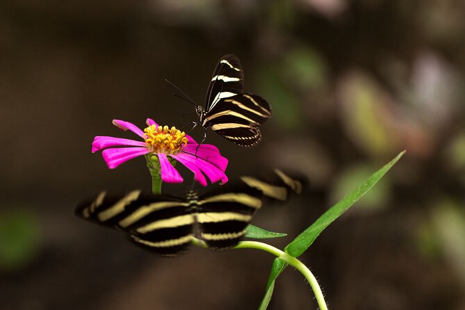 Butterfly Sanctuary & Museum Guided Tour in Puerto Vallarta - The Release Moment: A Hands-On Ending for Butterfly Lovers