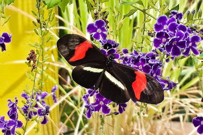 Butterfly Sanctuary & Museum Guided Tour in Puerto Vallarta - Price and Value in Puerto Vallarta: When $28 Buys More Than a Show