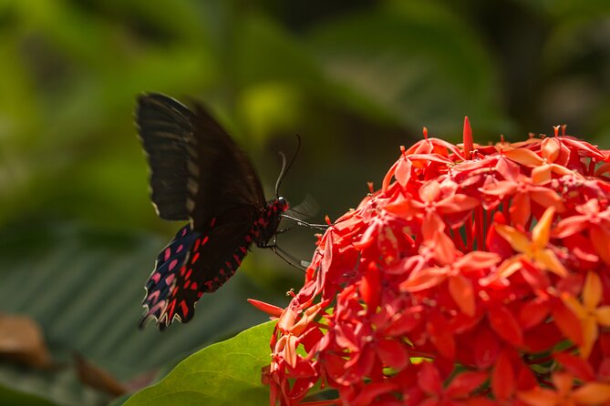 Butterfly Sanctuary & Museum Guided Tour in Puerto Vallarta - Getting There Without Stress: Parking, Uber Signal, and the Hill Factor