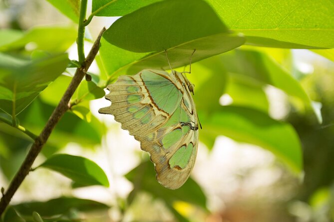 Butterfly Sanctuary & Museum Guided Tour in Puerto Vallarta - What to Bring, When to Go, and How to Make Photos Easier