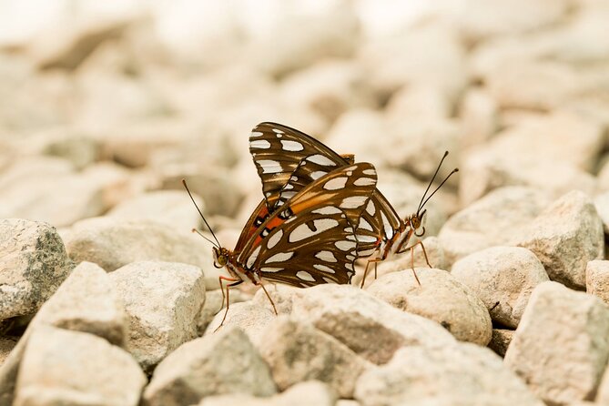 Butterfly Sanctuary & Museum Guided Tour in Puerto Vallarta - Who Should Book This Butterfly Tour (and Who Might Skip It)