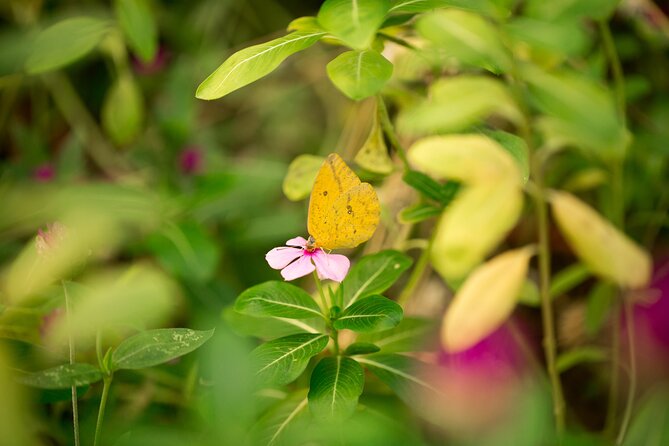 Butterfly Sanctuary & Museum Guided Tour in Puerto Vallarta - The Butterfly Heritage Museum: Where the Life Cycle Becomes Clear