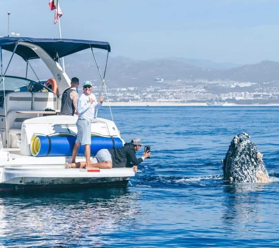 Cabo: Arch, Whales, Snorkel Tour - Food & Drinks 1-20 people - So, Should You Book the Cabo Arch, Whales, Snorkel Tour?