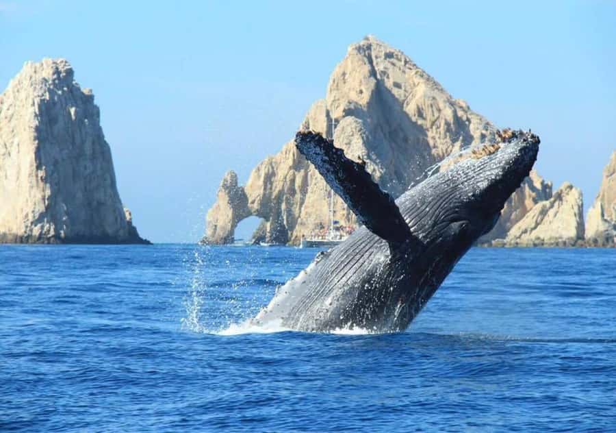 Cabo: Arch, Whales, Snorkel Tour - Food & Drinks 1-20 people - Group Size, Your Cost, and Why Private Can Be Worth It Here
