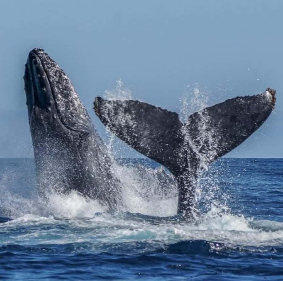 Cabo: Arch, Whales, Snorkel Tour - Food & Drinks 1-20 people - What to Bring, What to Skip, and Who Should Rethink This