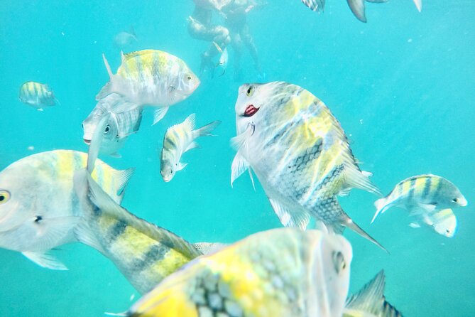 Cabo Blue Snorkeling Cruise, Open Bar and Lunch in Cabo San Lucas - Key points that make this cruise worth your time