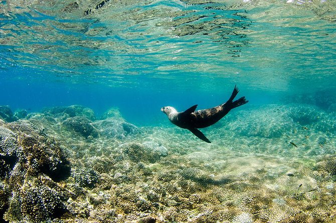Cabo Pulmo National Park Snorkel Expedition from Cabo San Lucas - Equipment, life vests, and the snorkeling reality check