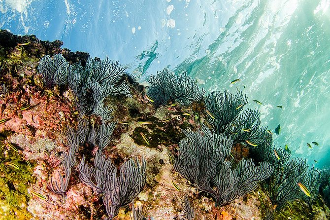 Cabo Pulmo National Park Snorkel Expedition from Cabo San Lucas - Who should book this Cabo Pulmo snorkel expedition