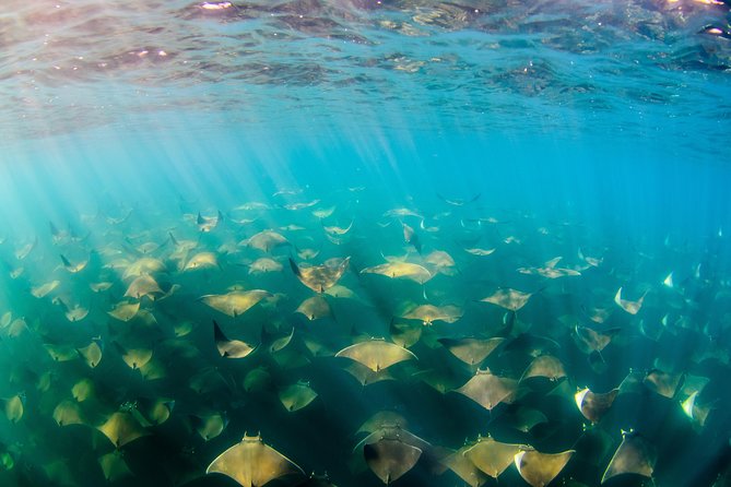 Cabo Pulmo National Park Snorkel Expedition from Cabo San Lucas - Setting expectations for whales, weather, and visibility