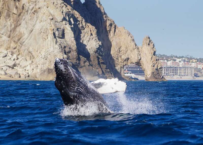 Cabo San Lucas: 2.5-Hour Whale Watching Tour - Where You Meet at the Tesoro Hotel Marina (Tequila Lighthouse Clue)