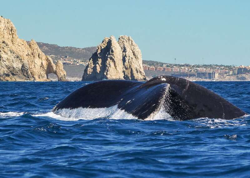 Cabo San Lucas: 2.5-Hour Whale Watching Tour - What the 2.5 Hours Feels Like on the Water