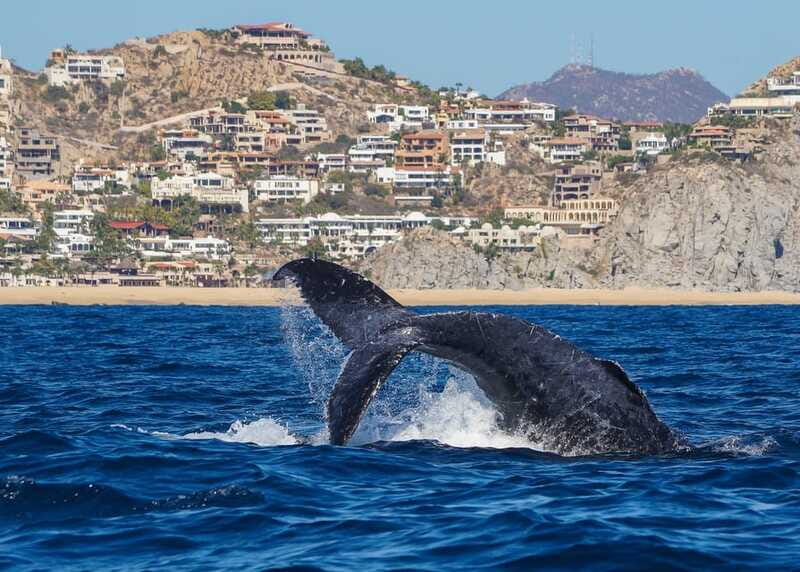 Cabo San Lucas: 2.5-Hour Whale Watching Tour - Timing Tip: Choosing the 8 AM, 11 AM, or 2:30 PM Slot