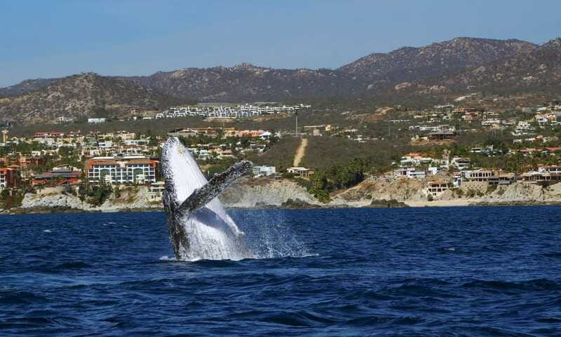 Cabo San Lucas: 2.5-Hour Whale Watching Tour - What to Bring and Wear for Comfort at Sea