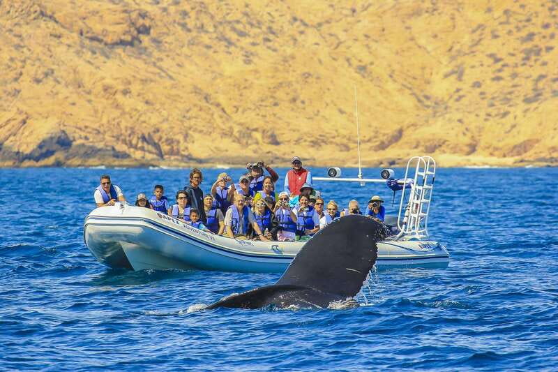 Cabo San Lucas: 2-Hour Whale Watching Adventure - Key highlights worth knowing before you go