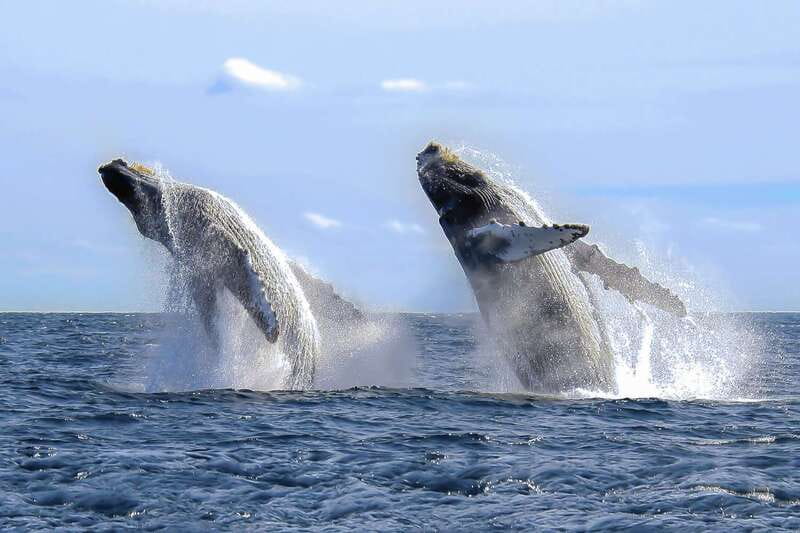 Cabo San Lucas: 2-Hour Whale Watching Adventure - Timing Tips for Better Sightings and Better Photos