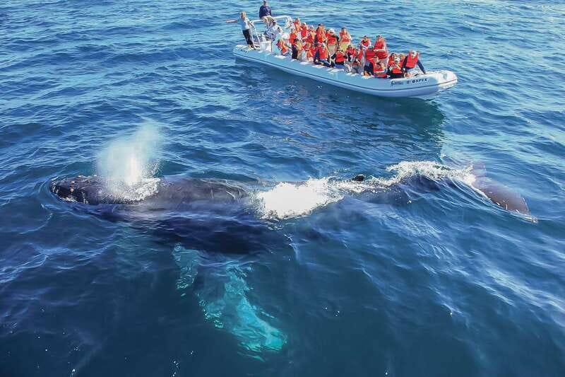 Cabo San Lucas: 2-Hour Whale Watching Adventure - The Inflatable Boat That Lets You See More, Stress Less