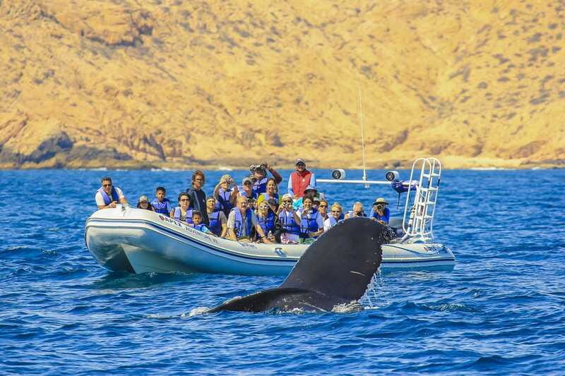 Cabo San Lucas: 2-Hour Whale Watching Adventure - Whale Calls You Can Actually Hear: Hydrophone Listening Underwater