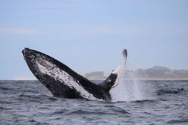 Cabo San Lucas: 2-Hour Whale Watching Adventure - What You’ll See: Humpbacks, Breaches, and Dolphins Doing Dolphin Things