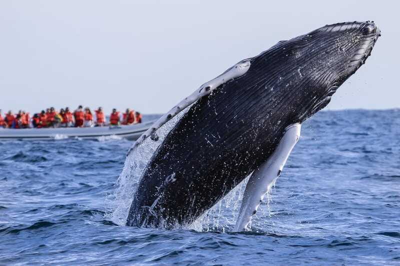 Cabo San Lucas: 2-Hour Whale Watching Adventure - Price and Value: $99 Plus Transportation and Dock Fees