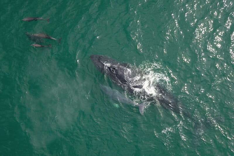 Cabo San Lucas: 2-Hour Whale Watching Adventure - Who This Tour Fits Best, and Who Should Skip It