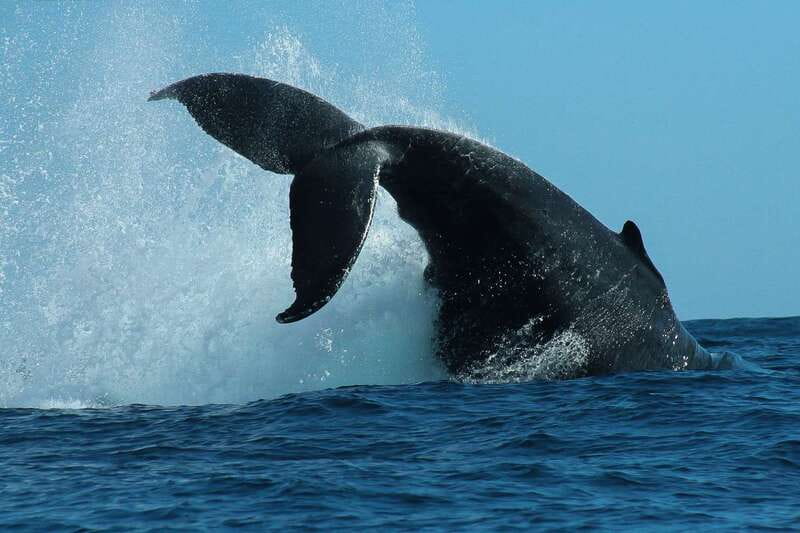 Cabo San Lucas: 2-Hour Whale Watching Adventure - Getting to the Water: Two Pickup Options and a Van Ride First