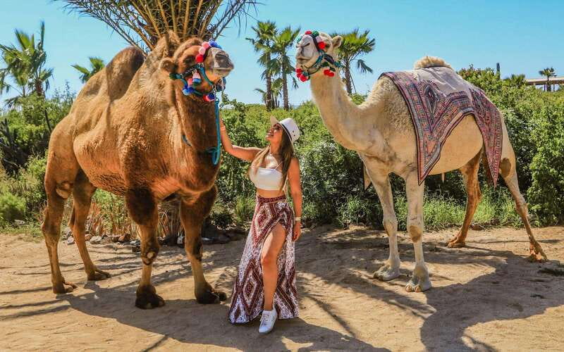 Cabo San Lucas: Camel Ride & Off-Road UTV Combo Adventure - UTV Through Baja Desert: The Part You Control