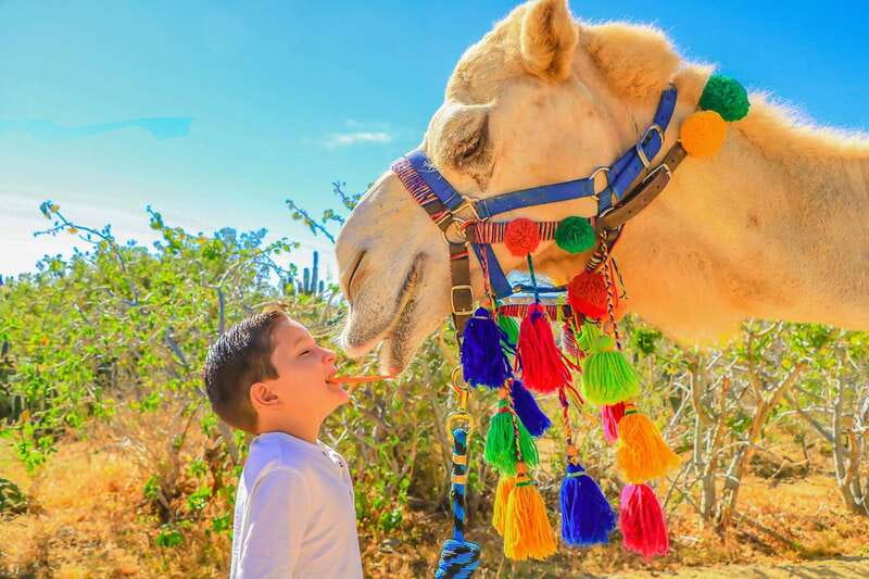 Cabo San Lucas: Camel Safari Tour with Lunch and Tequila - Guides Matter: Jesus and Michael Set the Tone