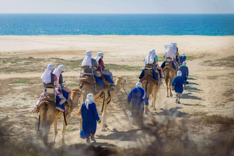 Cabo San Lucas: Camel Safari Tour with Lunch and Tequila - Desert Hike and Turtle Habitat: Short, Practical, and Scenic