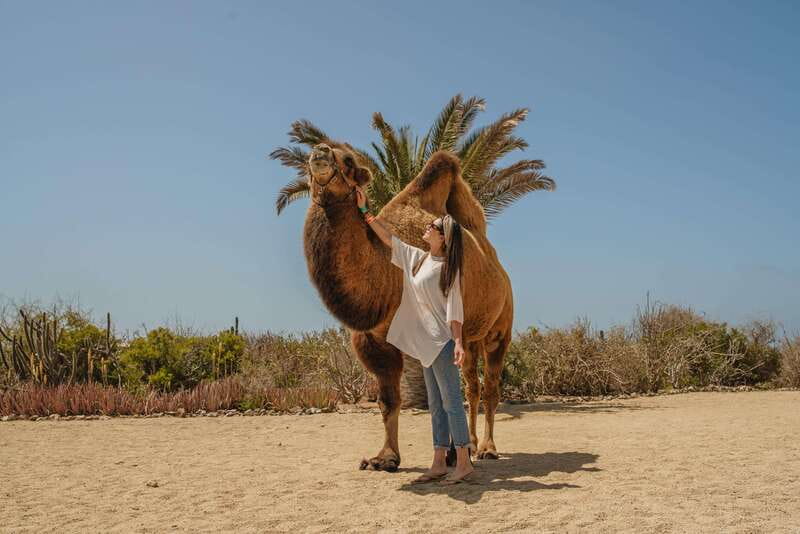 Cabo San Lucas: Camel Safari Tour with Lunch and Tequila - Price, Park Entrance Fee, and Optional Photo Costs: The Real Math