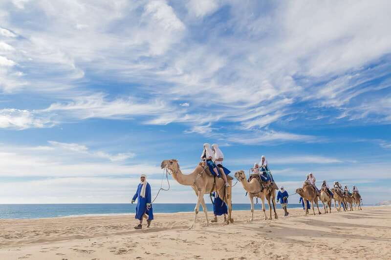 Cabo San Lucas: Camel Safari Tour with Lunch and Tequila - Pickups From Cabo San Lucas or San José del Cabo