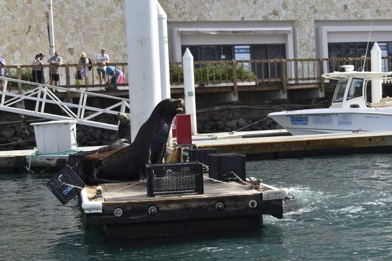 Cabo San Lucas: Glass Bottom Boat Tour to Land's End - Fish Feeding and Under-Boat Watching: Where This Tour Wins