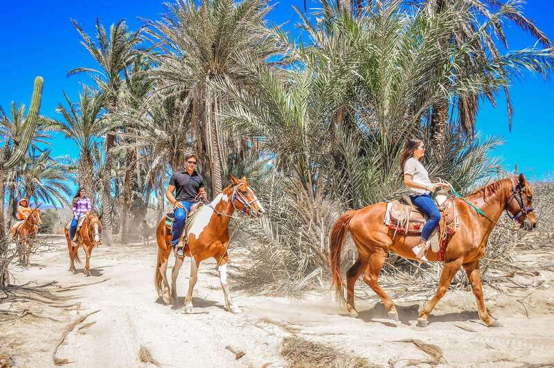 Cabo San Lucas: Horseback Riding in Migriño with Transfers - Who should book this, and who should skip it