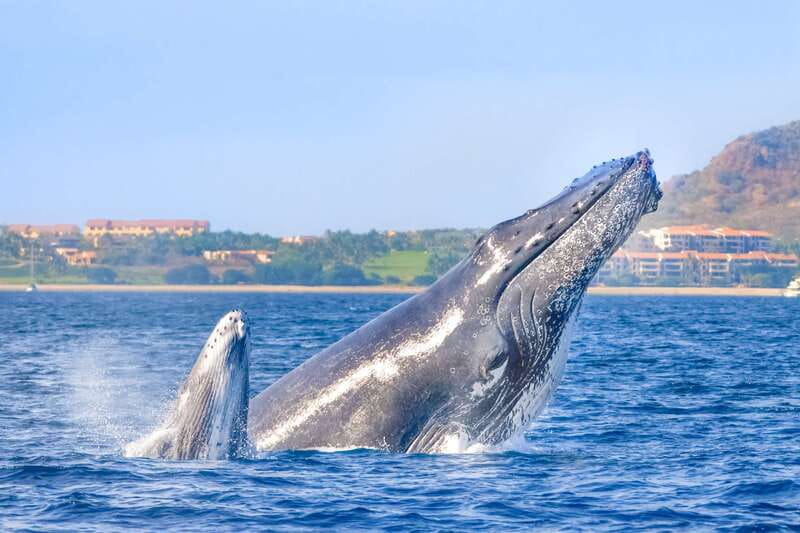 Cabo San Lucas: Luxury Catamaran Whale Watching Experience - Key things to know before you go