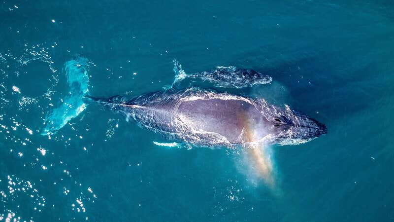Cabo San Lucas: Luxury Catamaran Whale Watching Experience - Who should book this, and who should skip it