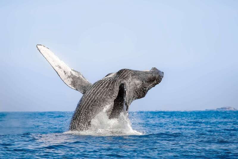 Cabo San Lucas: Luxury Catamaran Whale Watching Experience - Why humpback whale listening is the main event in Cabo